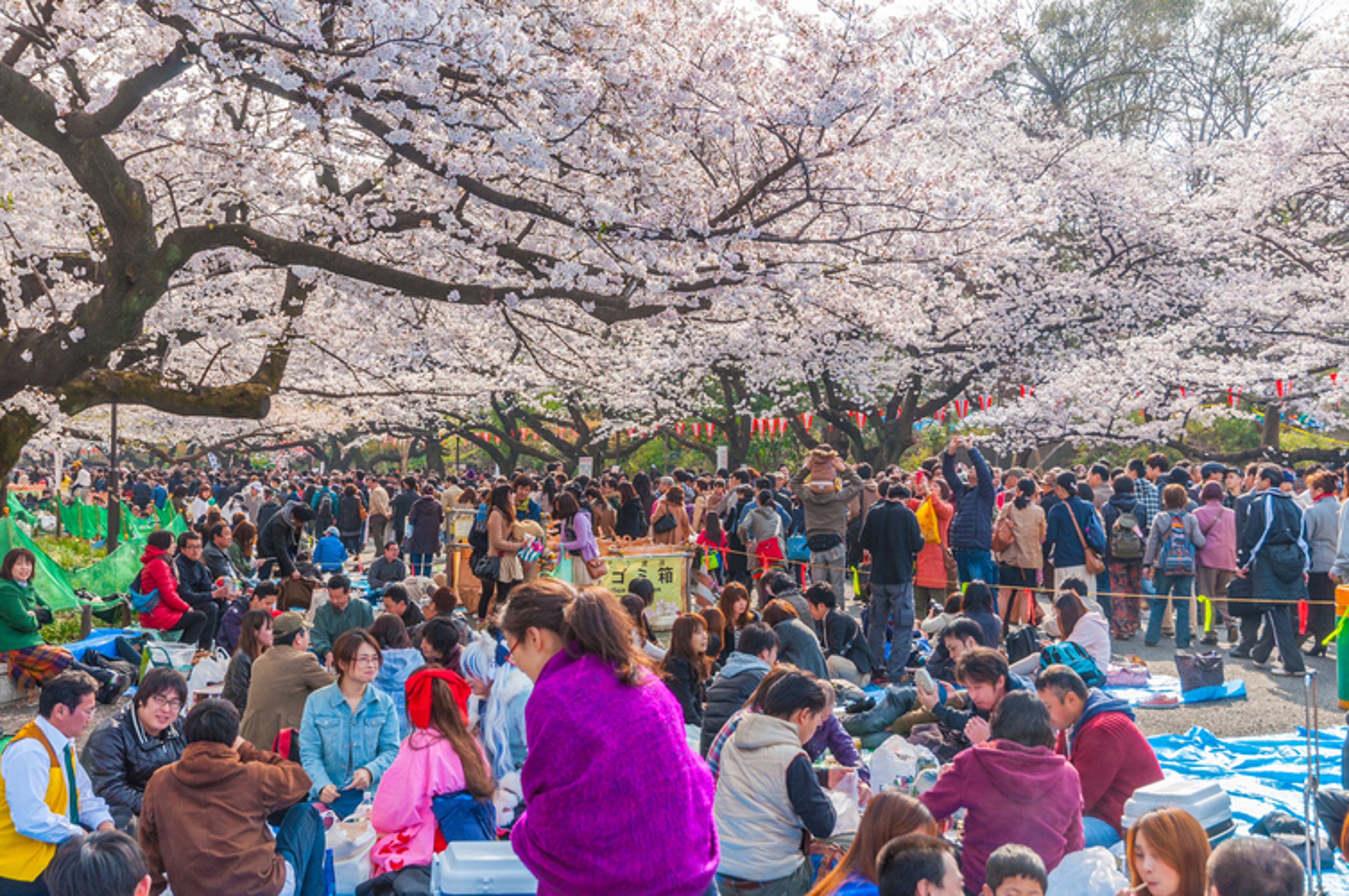 The cherry blossom season in Japan, or "sakura," has long been revered as a symbol of this country