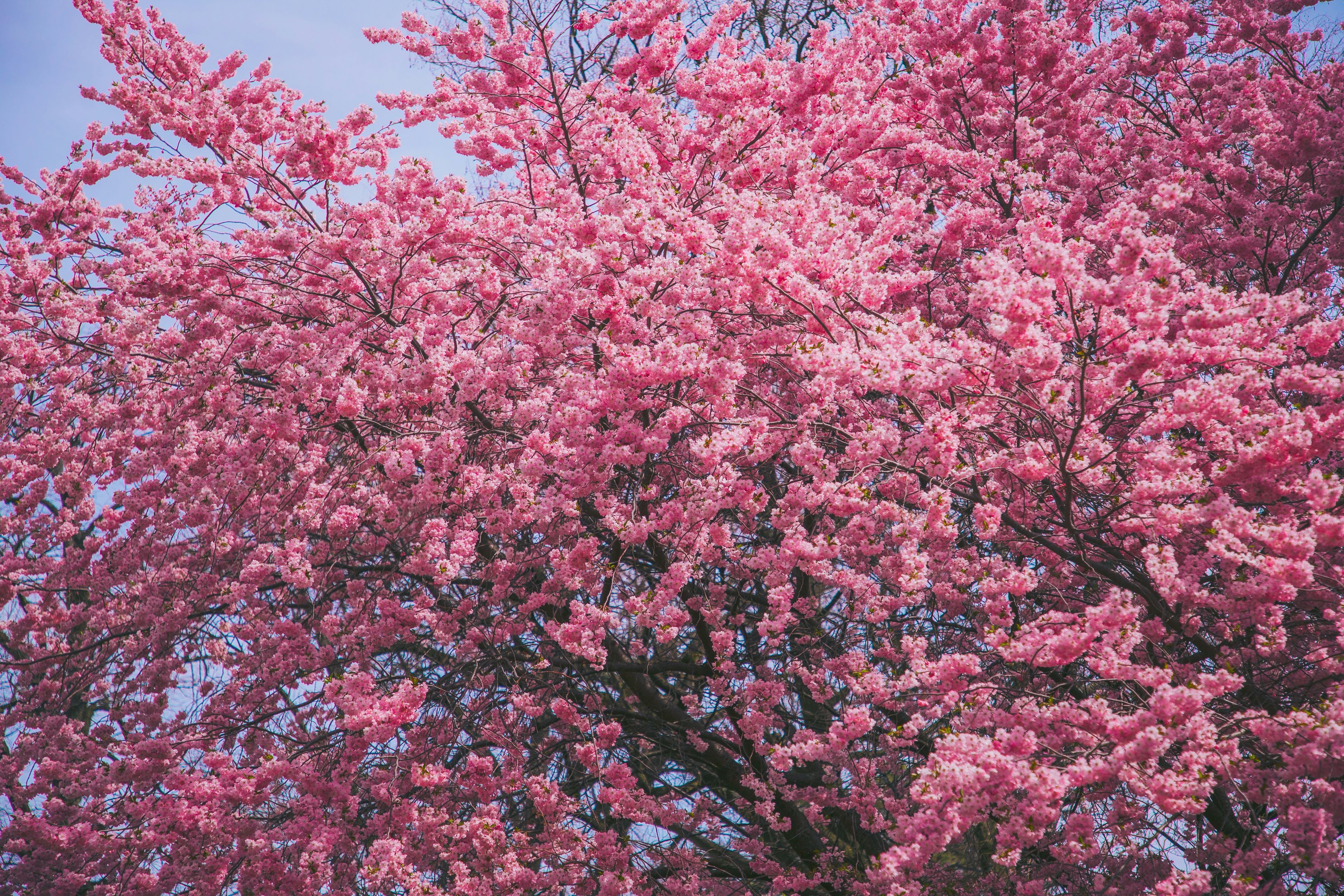 Spring is the best time to travel to Japan for nature lovers