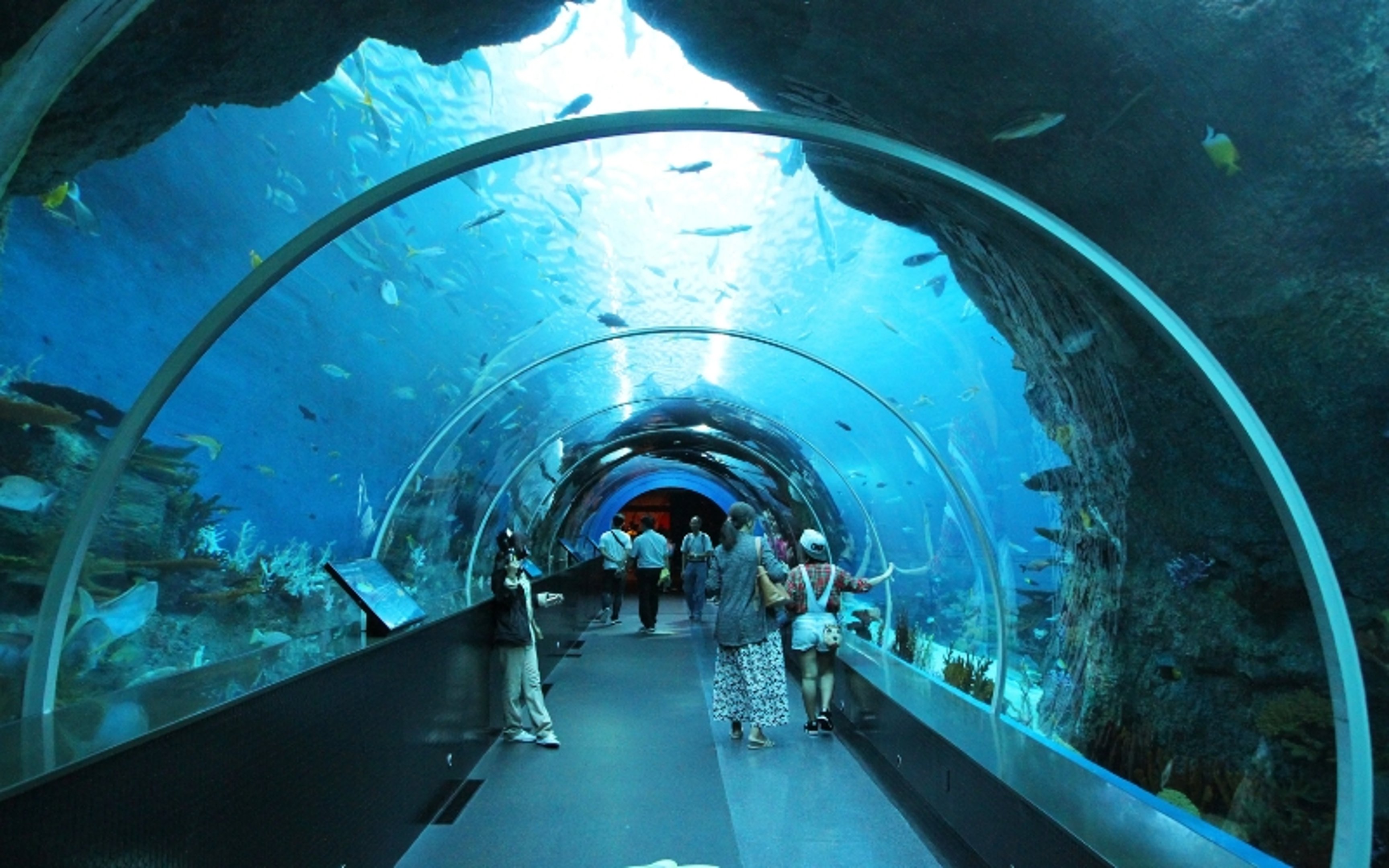 3 days in singapore itinerary - visit S.E.A. Aquarium