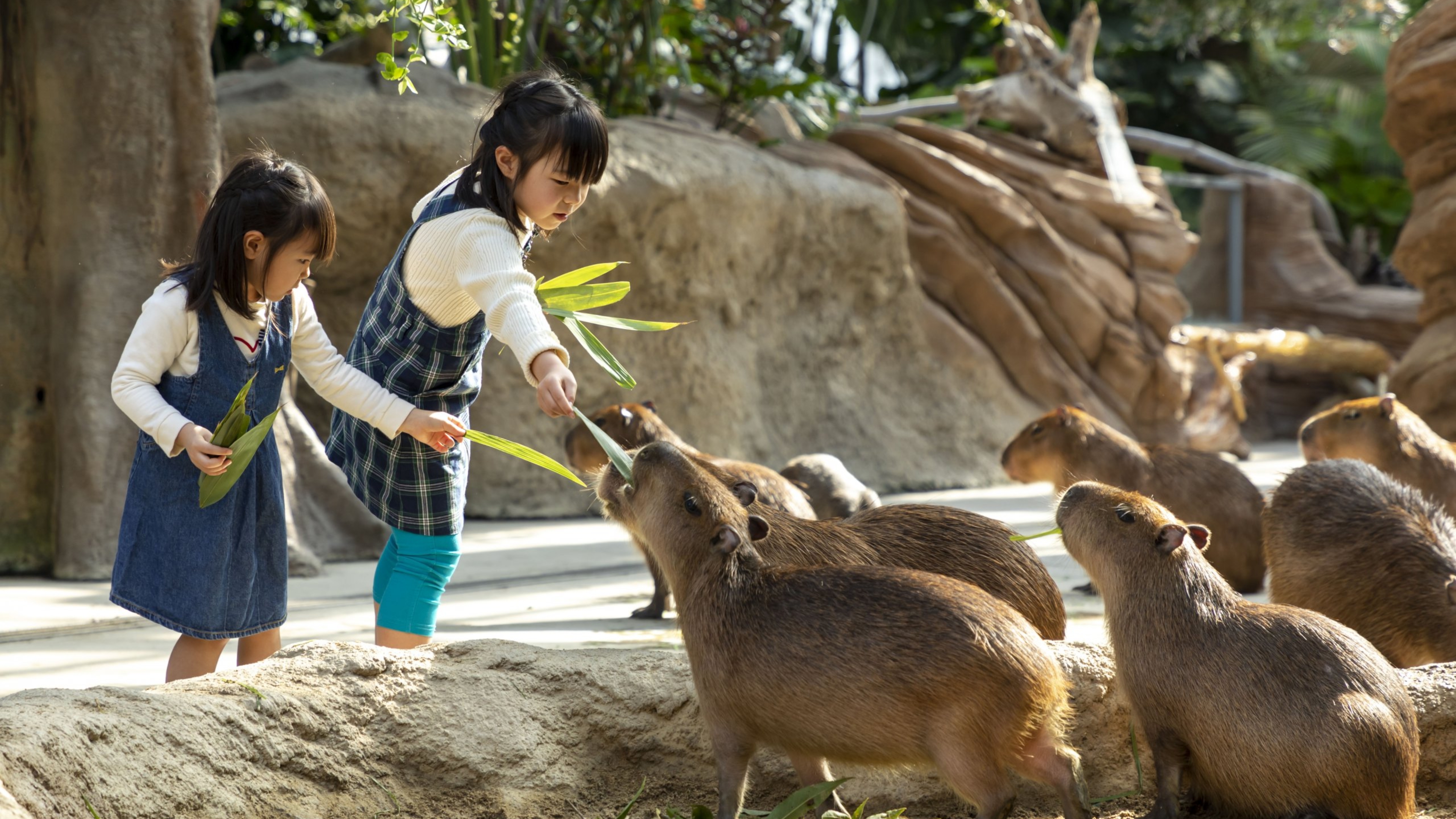 What to See and Do in Kobe​ for Family - Kobe animal kingdom