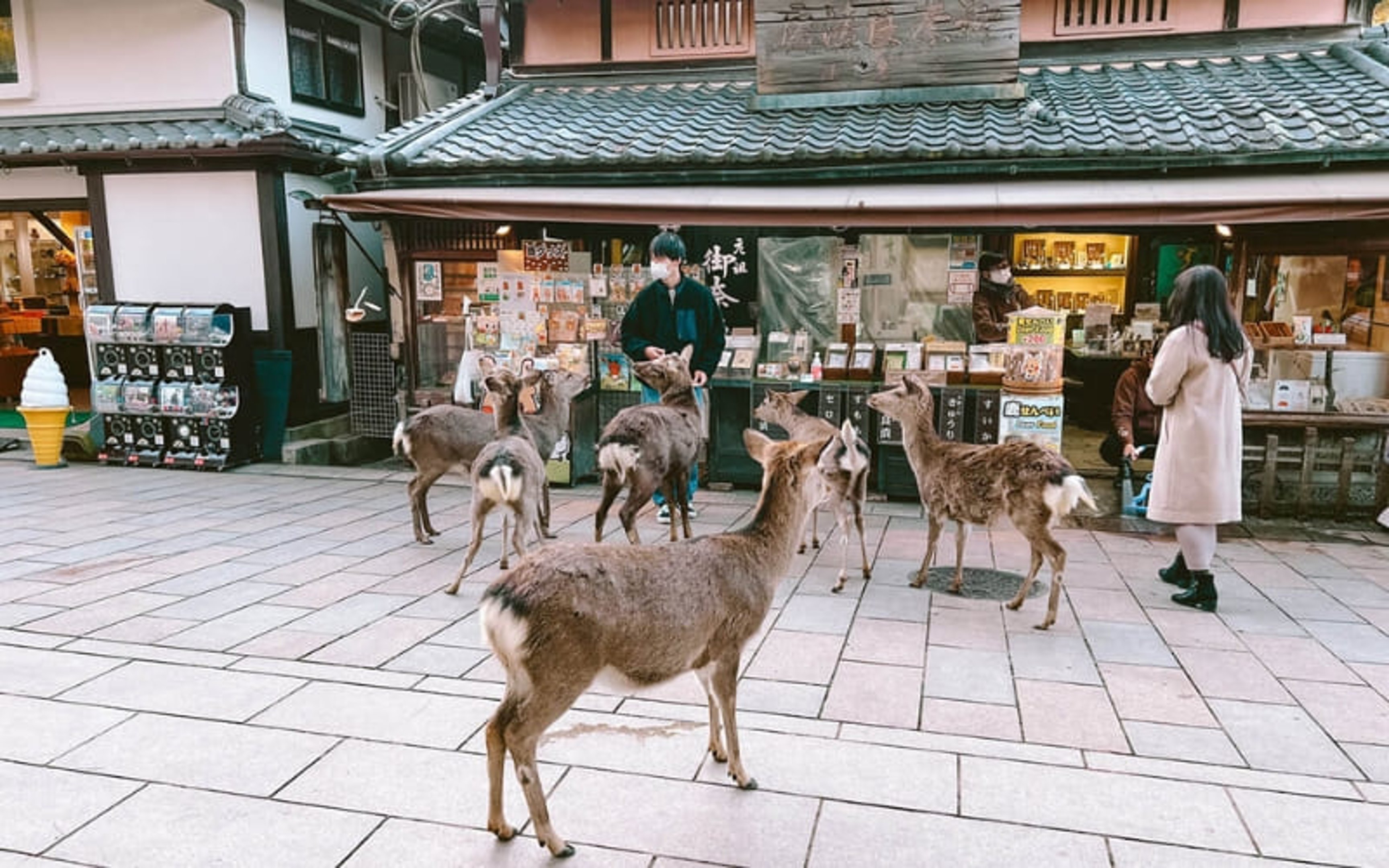 Nara is Where to Stay in Japan With Family