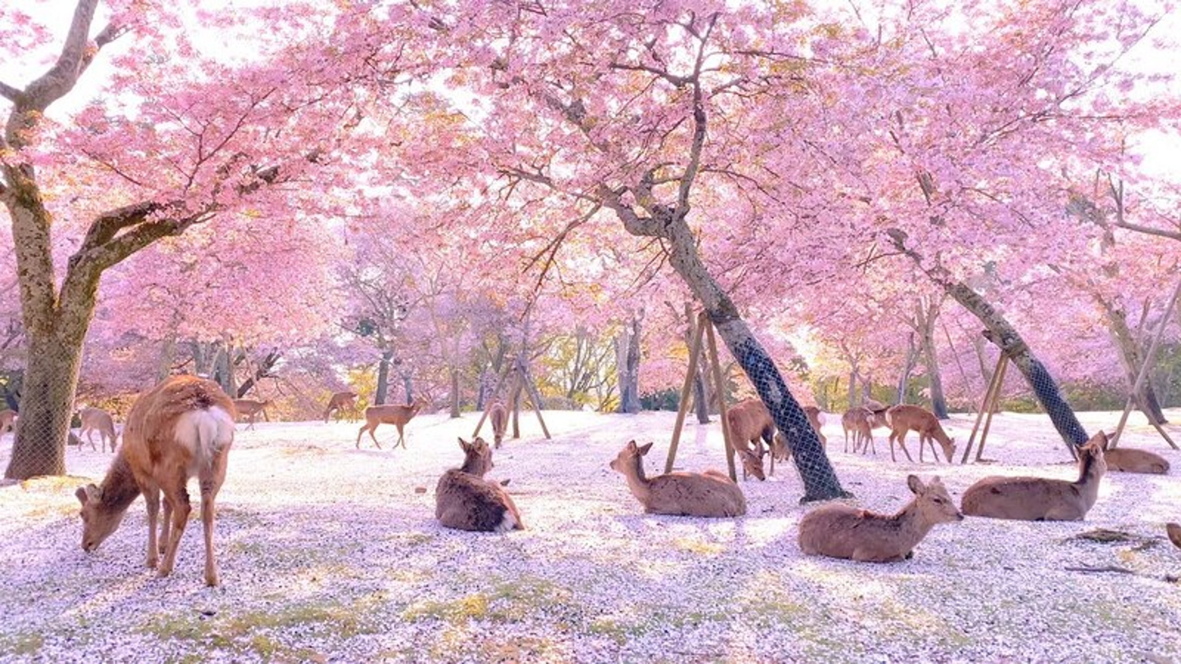 Nara Park is one of the best park in Nara to enjoy the cherry blossom season in Japan