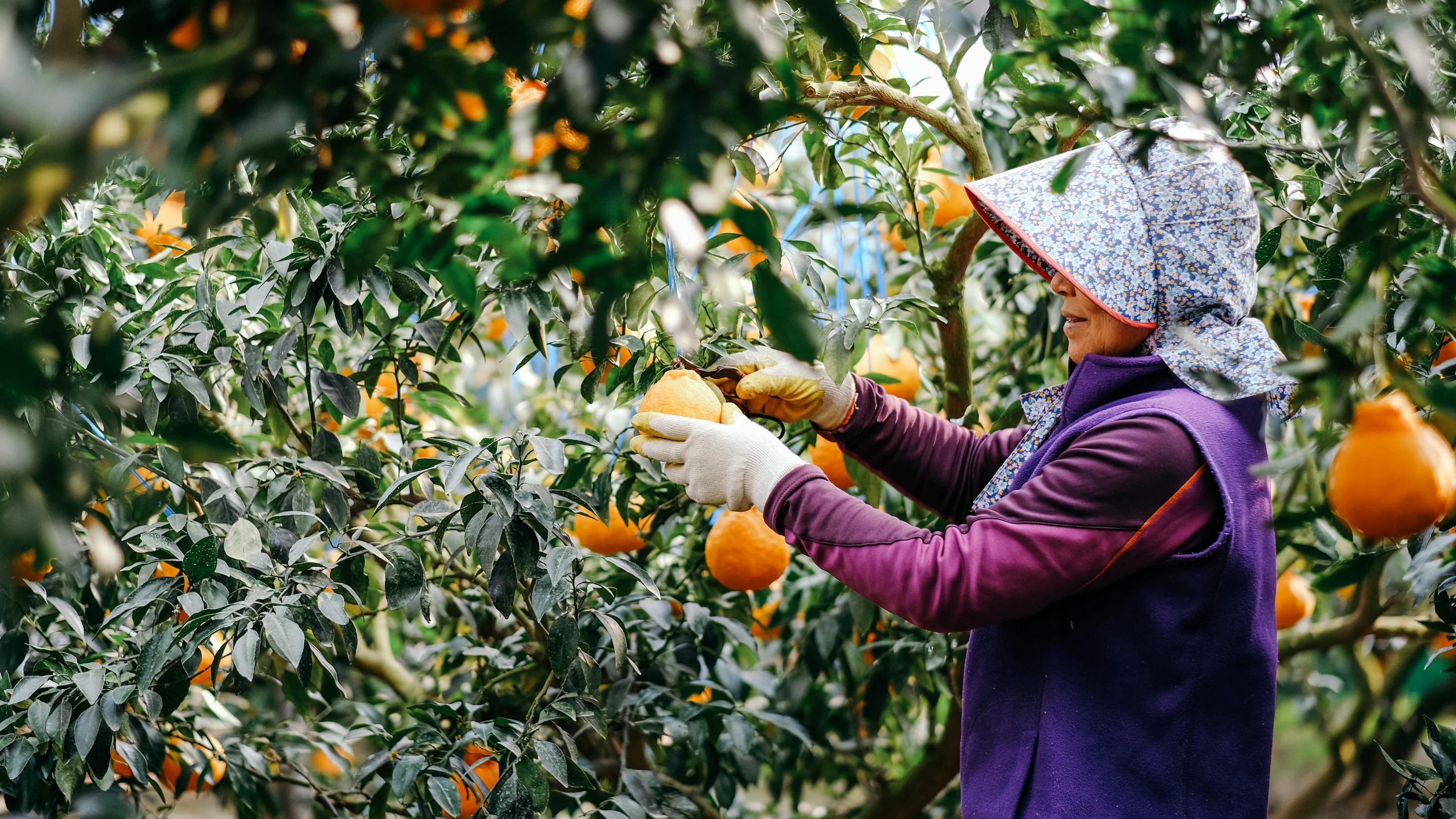 best thing to do in jeju is Going Tangerine Picking