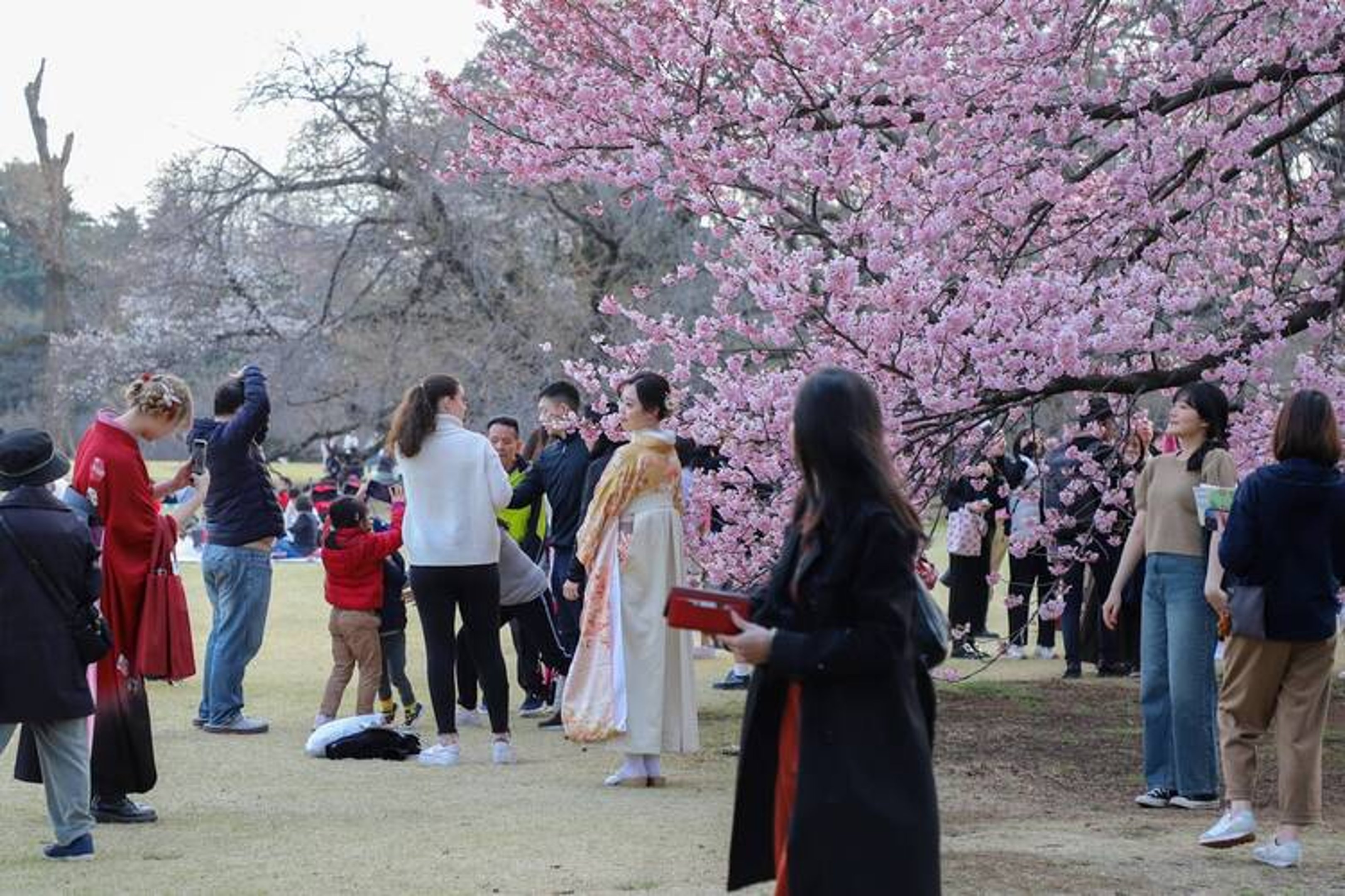 Hanami is an opportunity for the Japanese people to come together and enjoy the beauty of Japan's Sakura season.