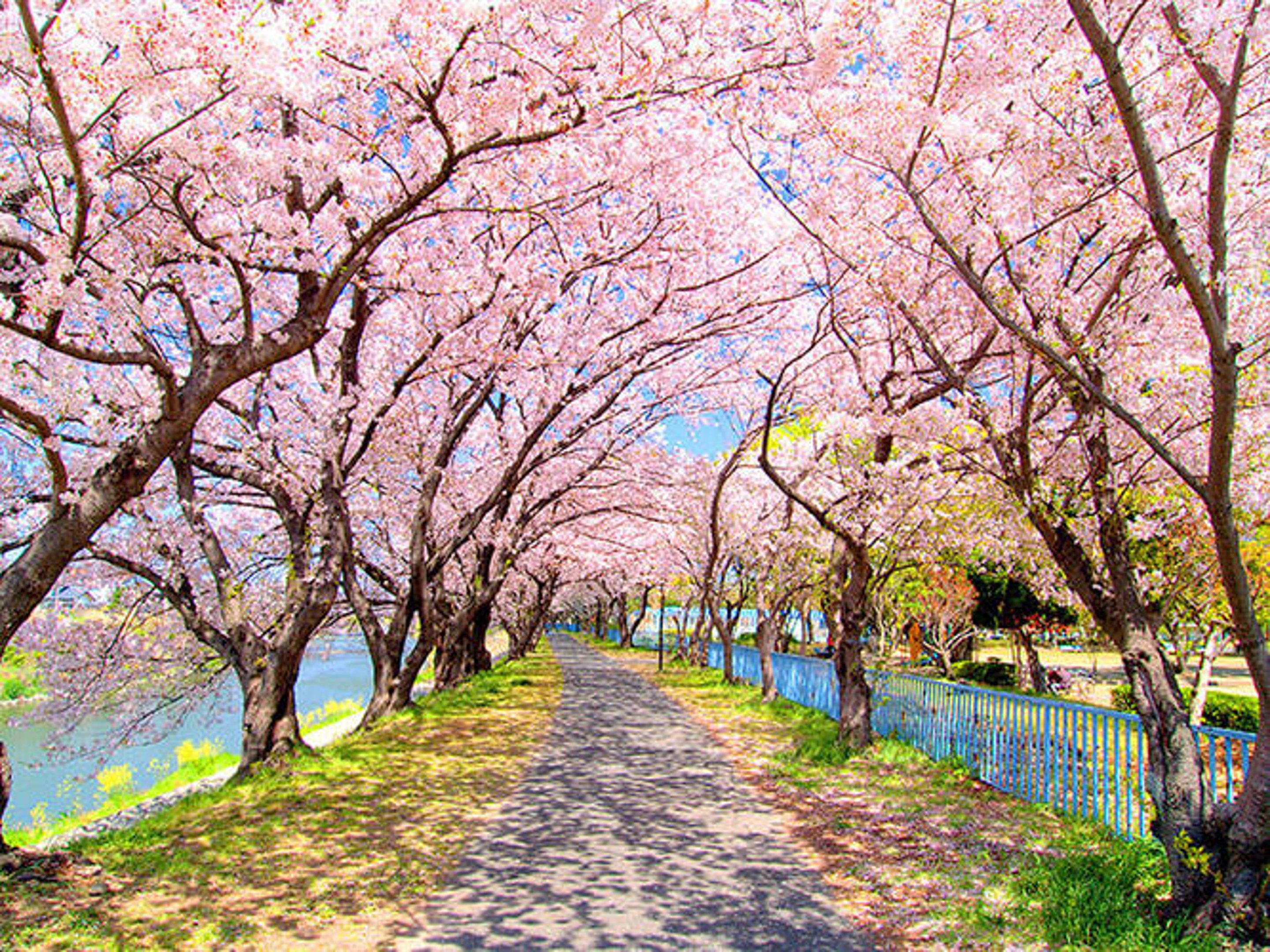 Immerse yourself in the combination of modern and traditional beauty in Nagoya when Cherry blossom season in Japan comes. 