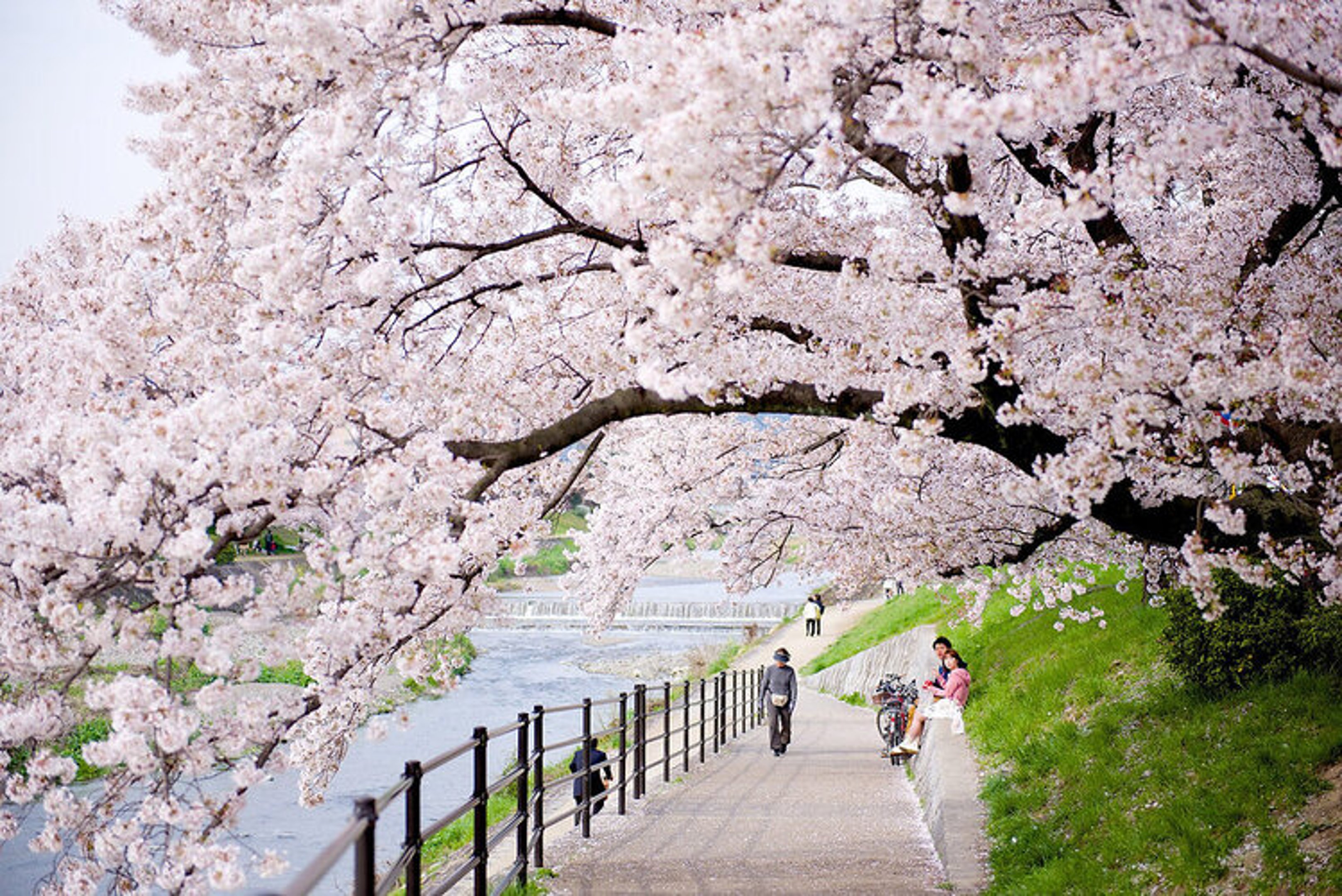 Kyoto is one of the best destination during cherry blossom season in Japan.