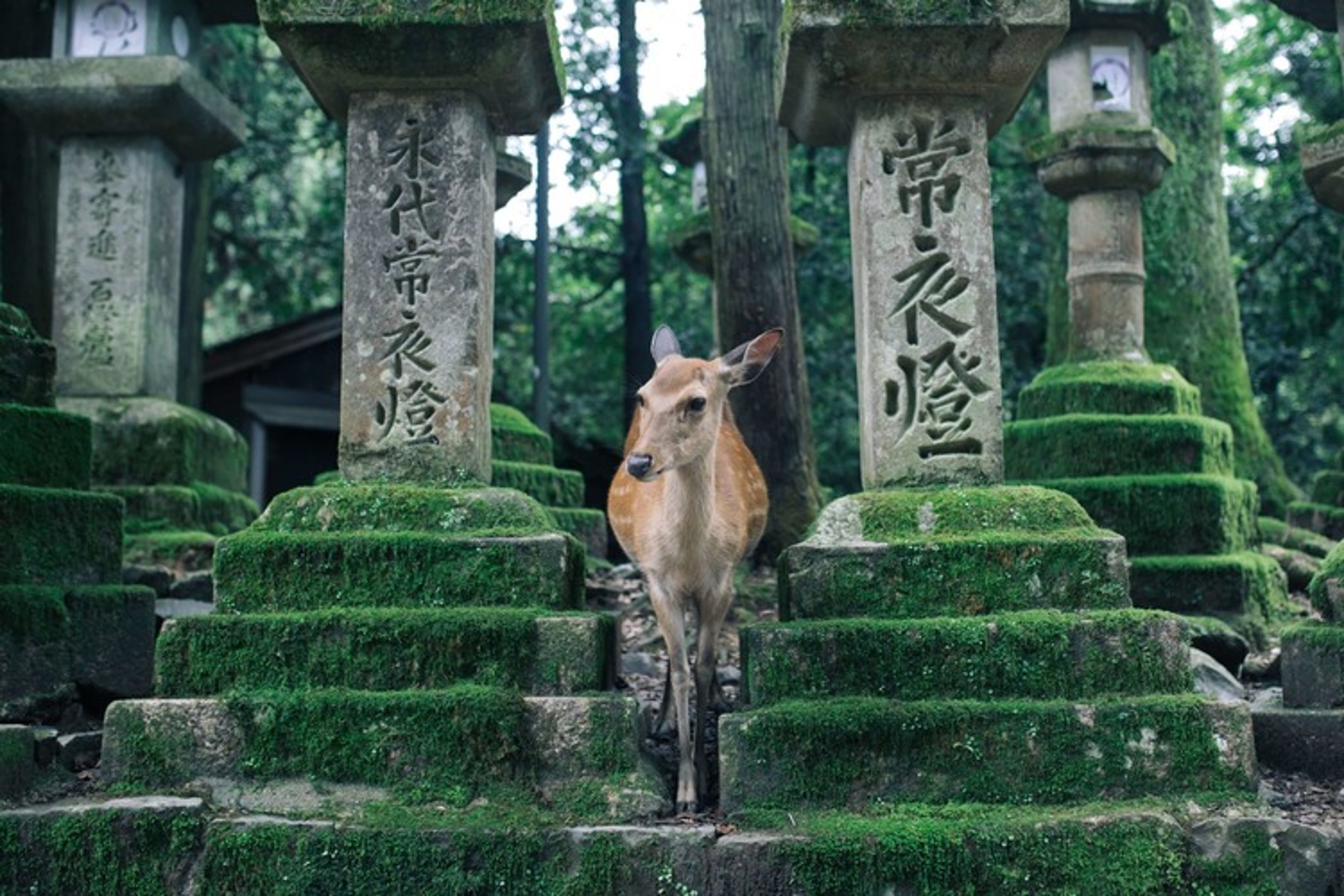 Nara is among the best cities to visit in japan besides tokyo