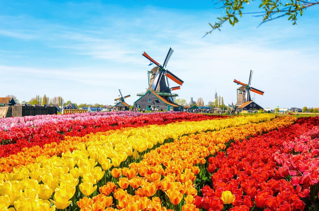 the-ultimate-netherlands-travel-guide.jpg26ab30